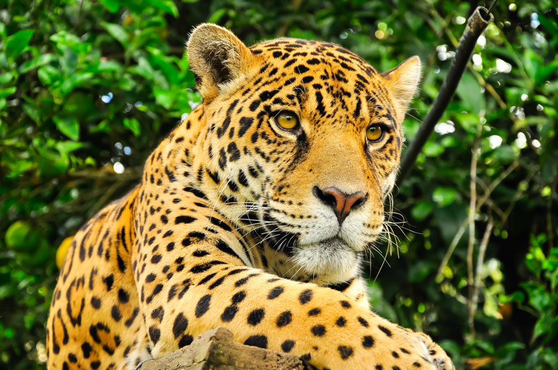 Jaguar en México cinco vientos