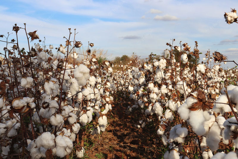 dia mundial del algodón